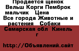 Продается щенок Вельш Корги Пемброк мальчик › Цена ­ 65 000 - Все города Животные и растения » Собаки   . Самарская обл.,Кинель г.